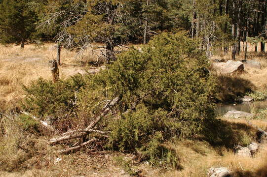 Image de Juniperus blancoi Martínez