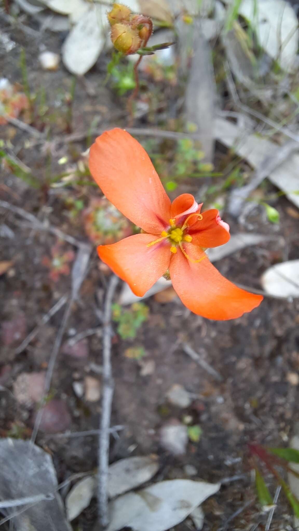 Image of Drosera leucoblasta Benth.