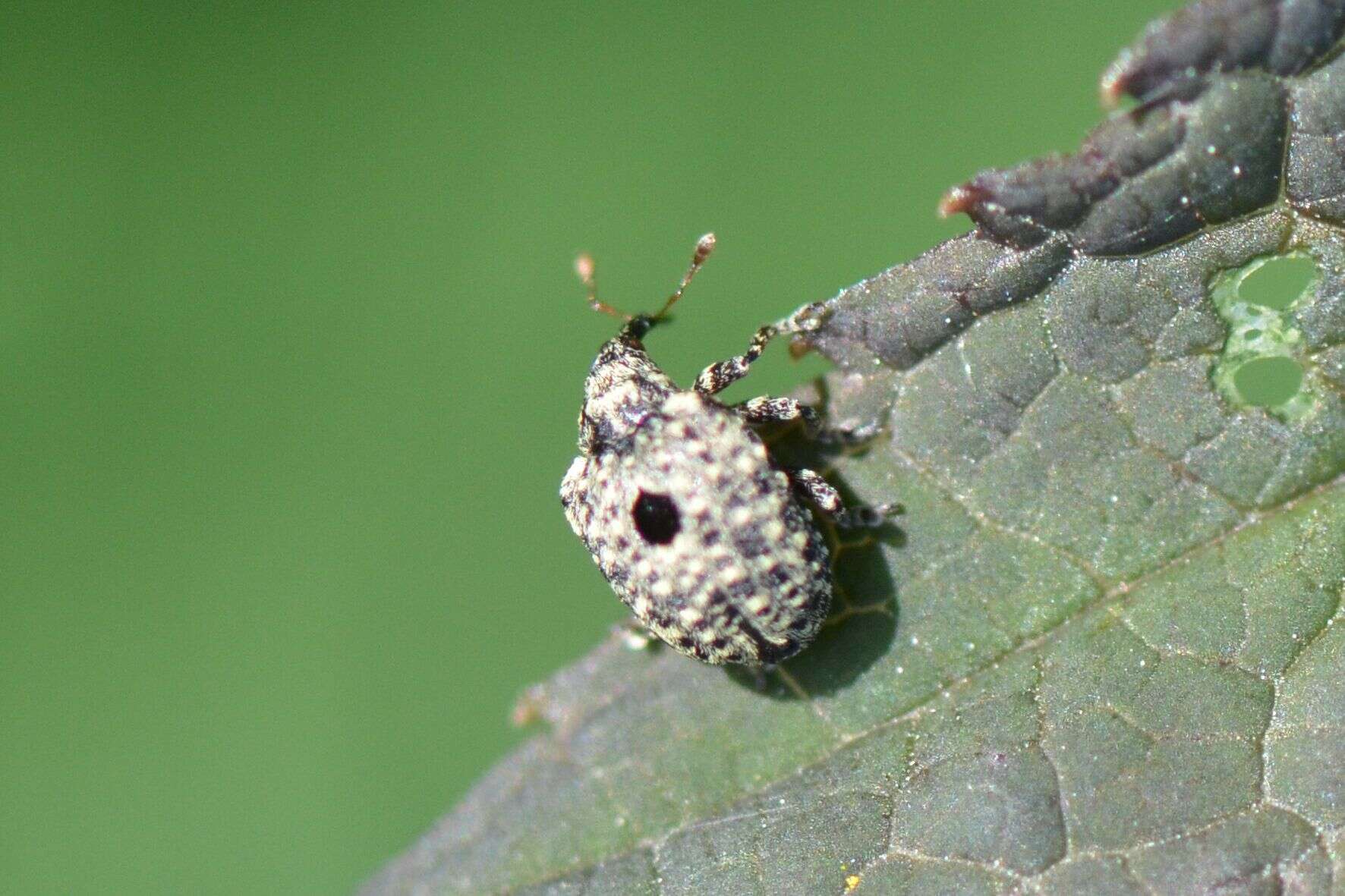 Image of garden figwort weevil