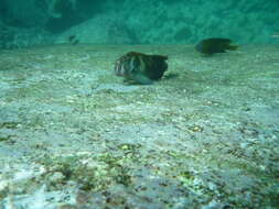 Image of Large-banded Blenny