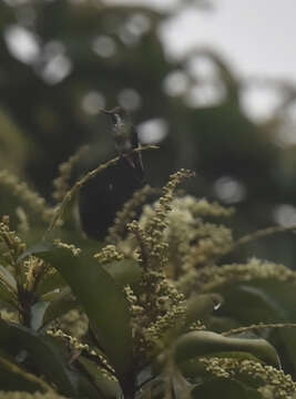 Image of Racket-tailed Coquette