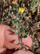 Image de Acmispon wrangelianus (Fisch. & C. A. Mey.) D. D. Sokoloff