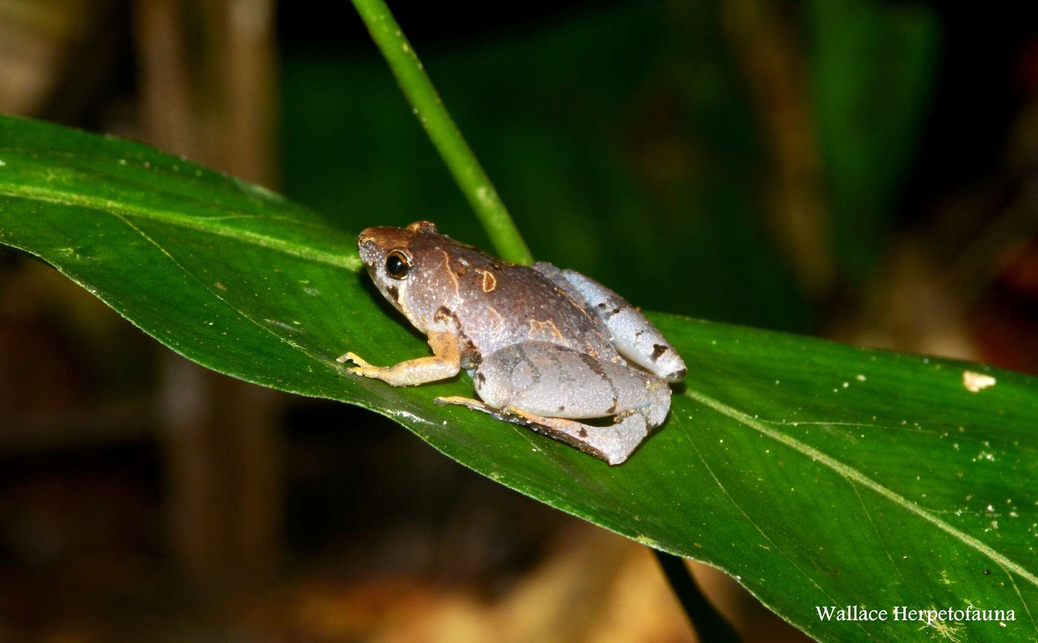 Image of Microhyla malang Matsui 2011