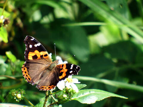 Image of Asian Admiral