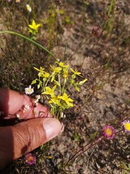 Image de Sebaea aurea (L. fil.) Sm.