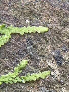 Image of Lejeunea cavifolia (Ehrh.) Lindb.