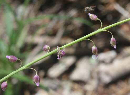 Pennellia longifolia (Benth.) Rollins resmi