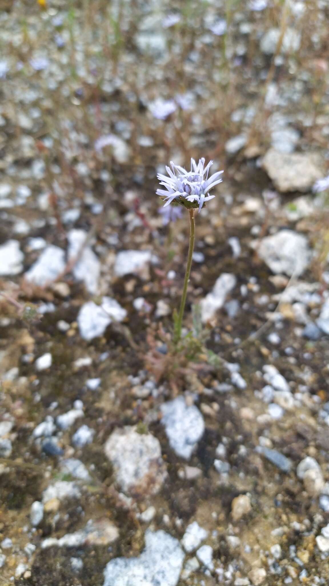 Image de Jasione montana subsp. montana