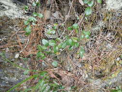 صورة Cotoneaster apiculatus Rehd. & E. H. Wilson