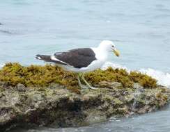 Larus dominicanus vetula Bruch 1855的圖片