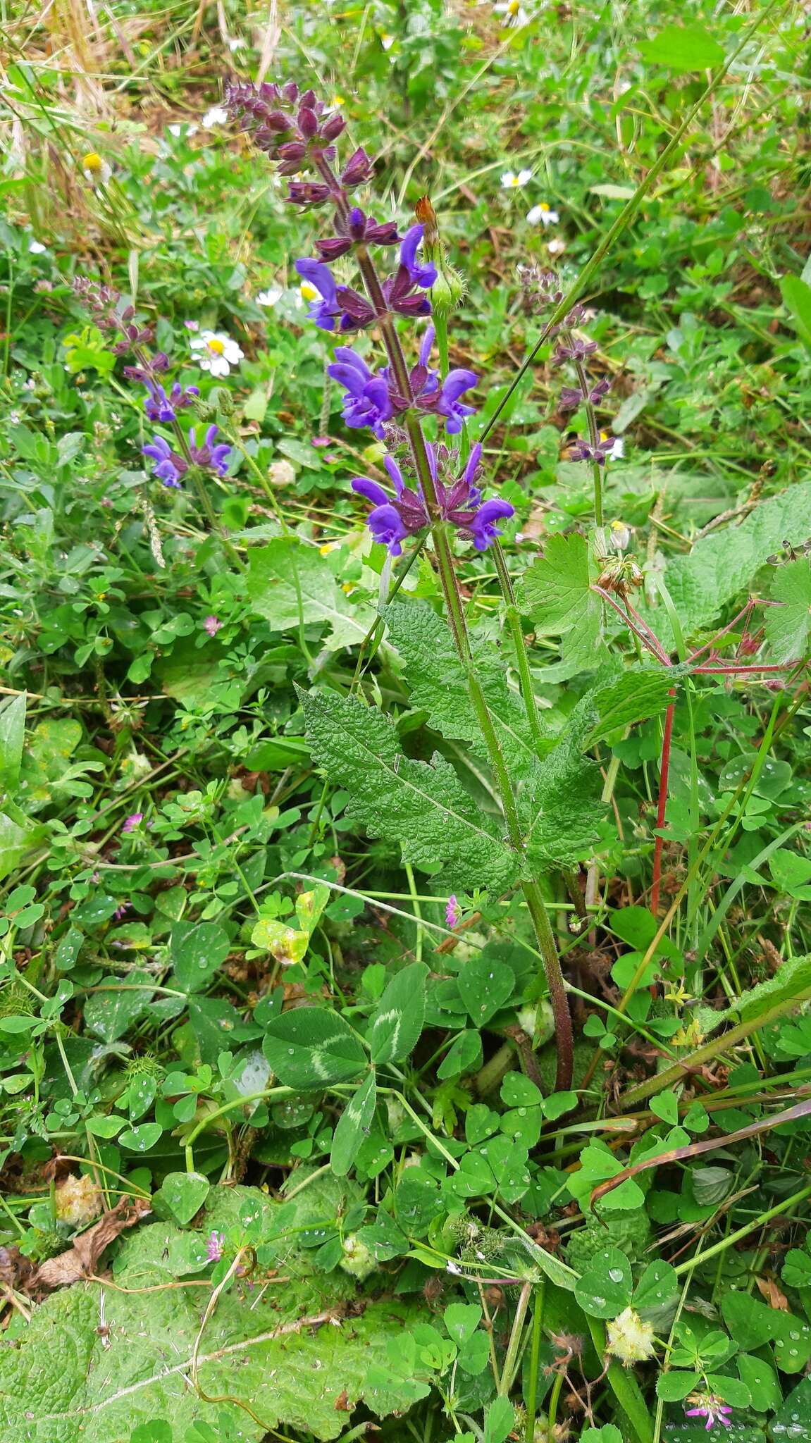 Imagem de Salvia sclareoides Brot.