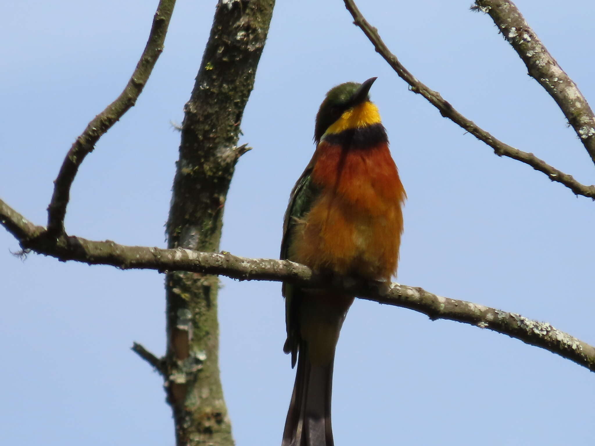 Image of Cinnamon-breasted Bee-eater