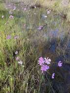 صورة Coreopsis nudata Nutt.