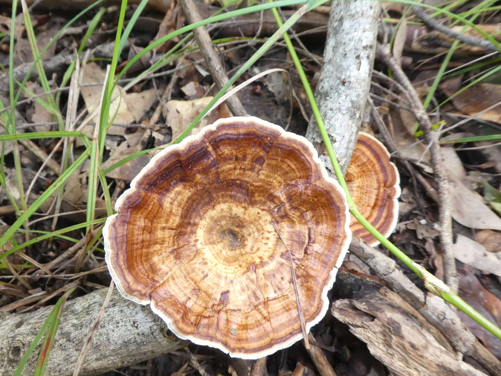 Image de Microporus xanthopus (Fr.) Kuntze 1898