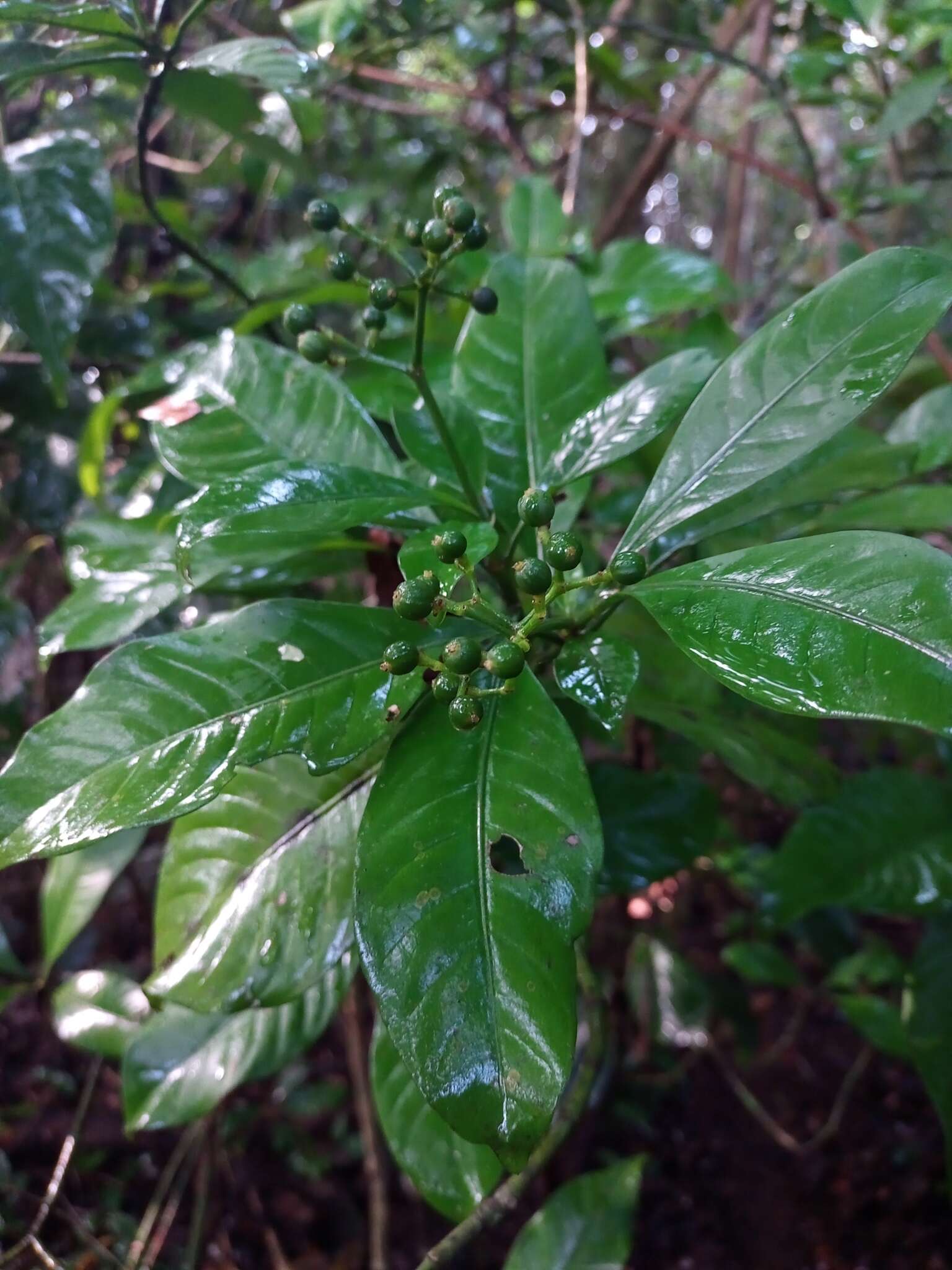 Plancia ëd Psychotria costivenia Griseb.