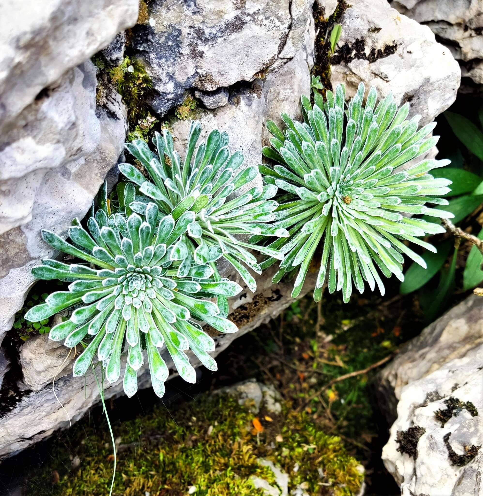 Imagem de Saxifraga longifolia Lapeyr.