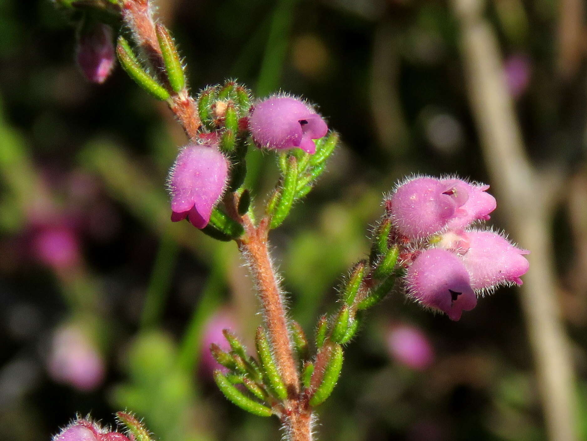 Image of Erica hirtiflora Curt.