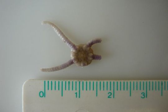 Image of little serpent-star