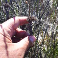 Image of Shortleaf Blombush