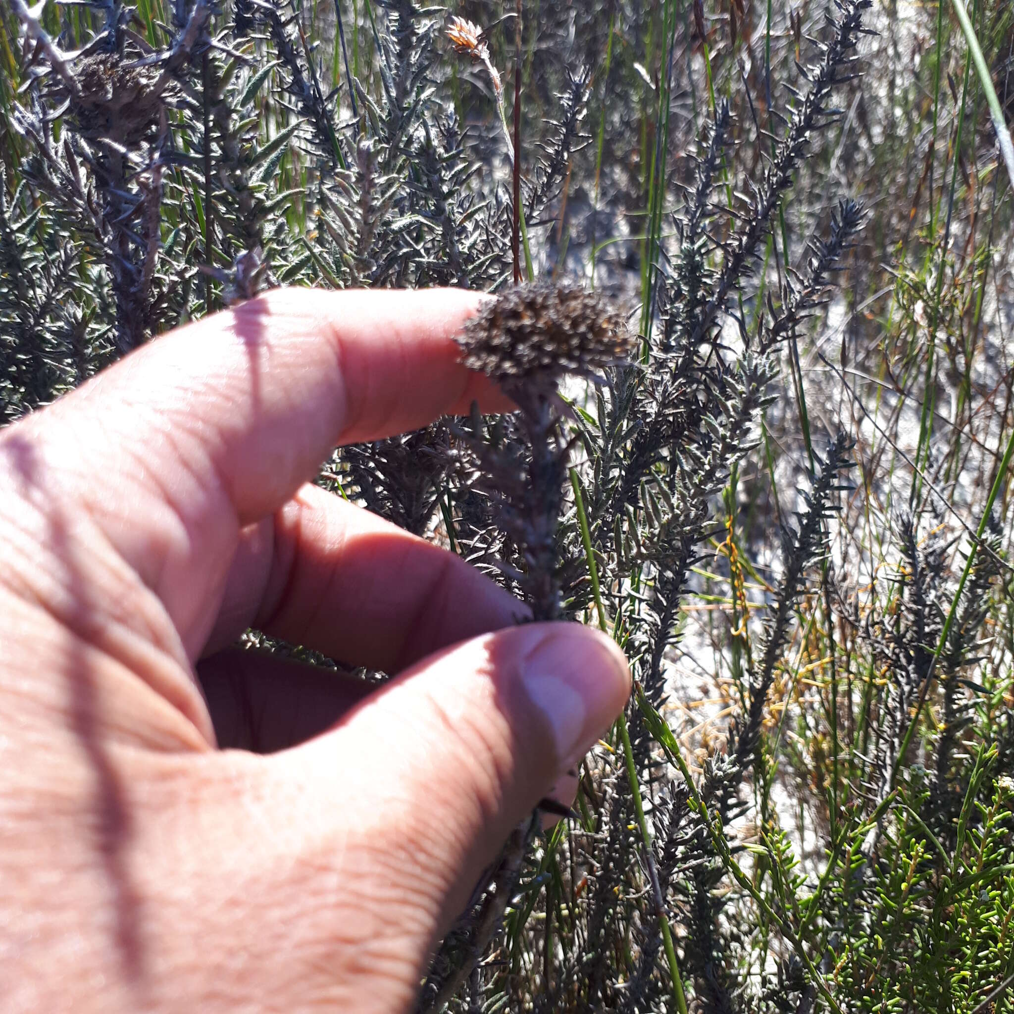 Image of Shortleaf Blombush