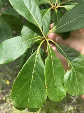 Image of Terminalia porphyrocarpa F. Müll. ex Benth.