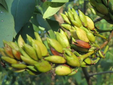 Image of Common Lilac