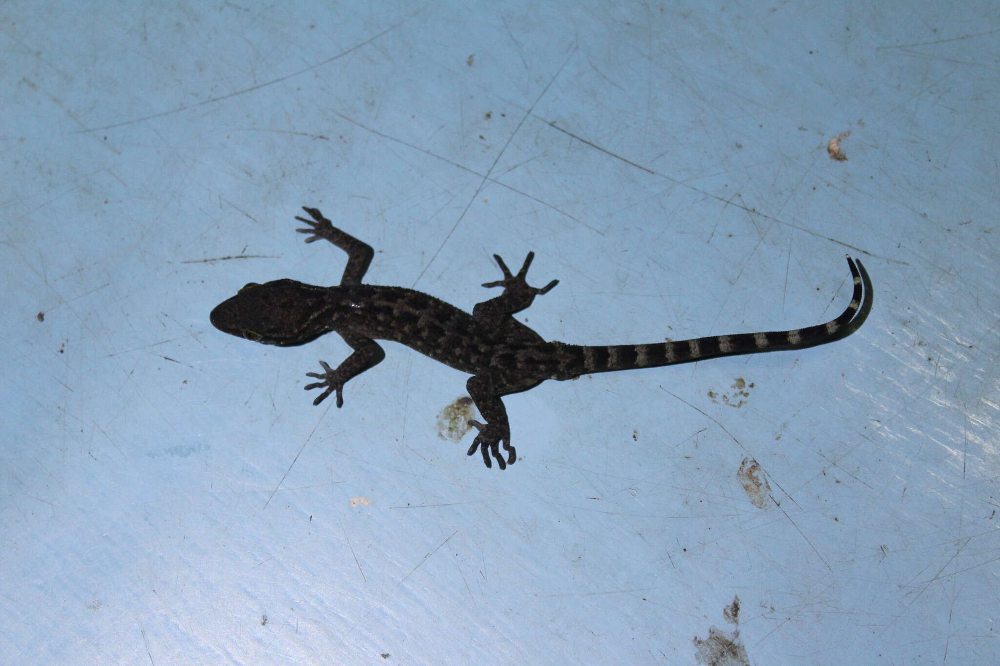 Image of Marbled Bow-fingered Gecko