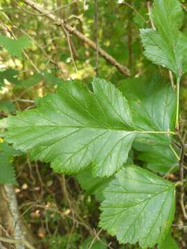 Image de Crataegus mollis (Torr. & Gray) Scheele