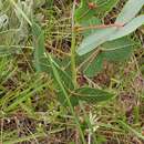 Sivun Manihot sparsifolia Pohl kuva