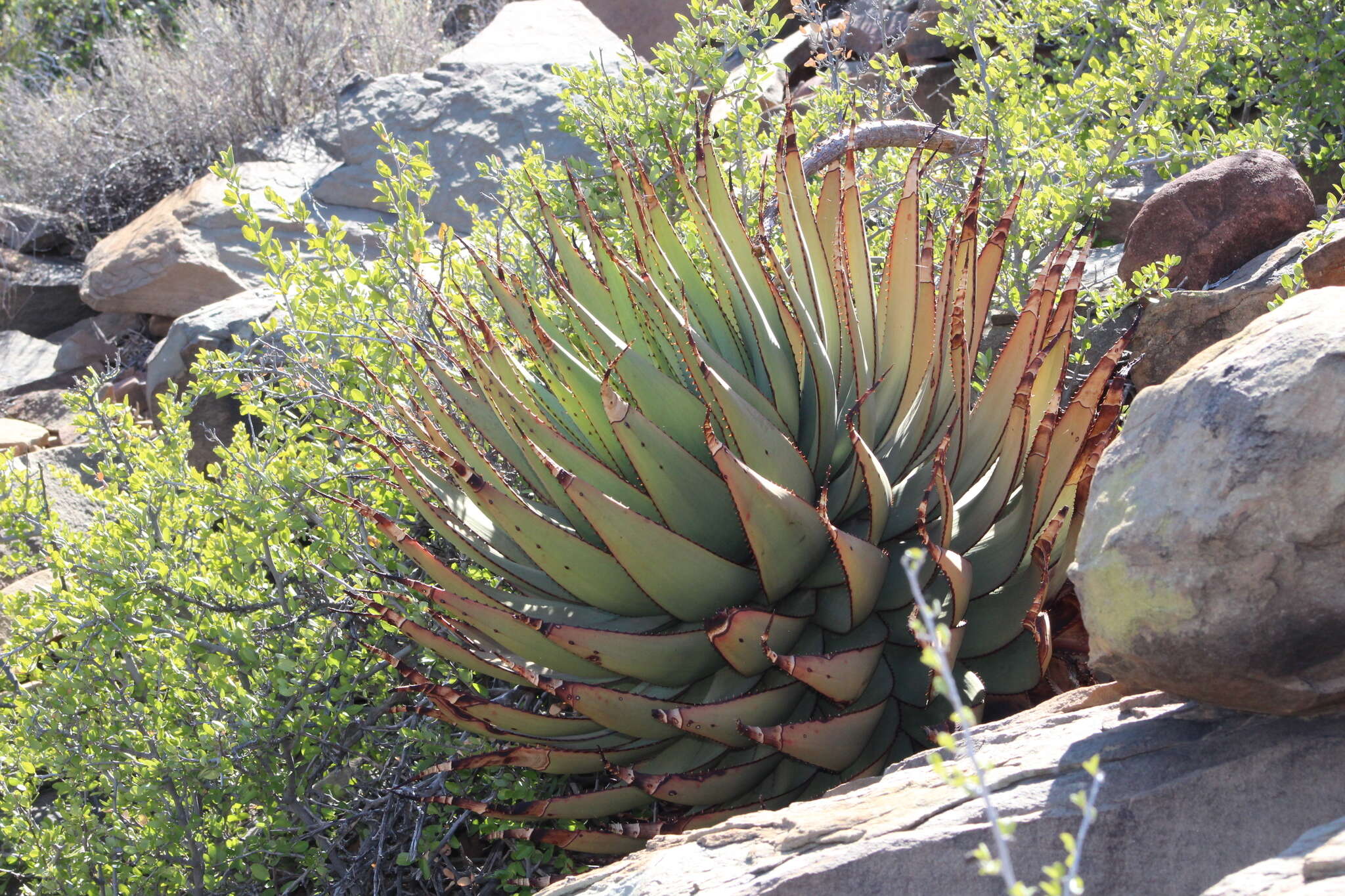 Aloe broomii var. broomii resmi