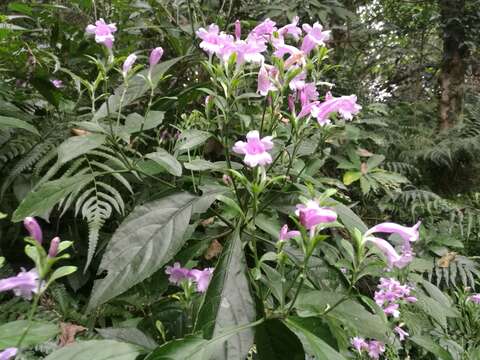 Imagem de Strobilanthes cusia (Nees) O. Kuntze