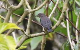 Image of Mistletoebird