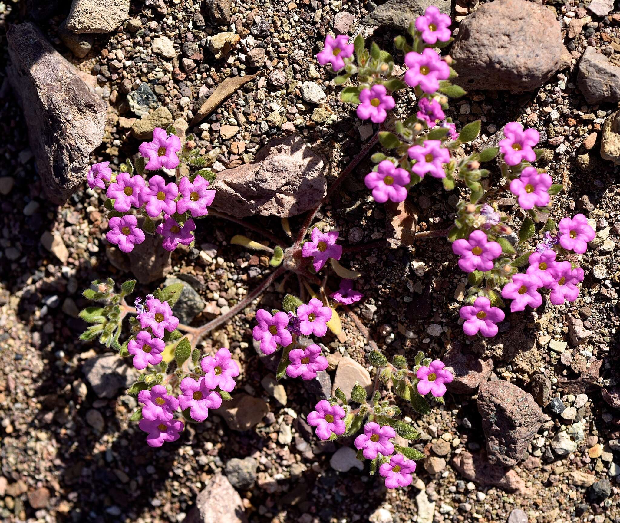 Image of purplemat