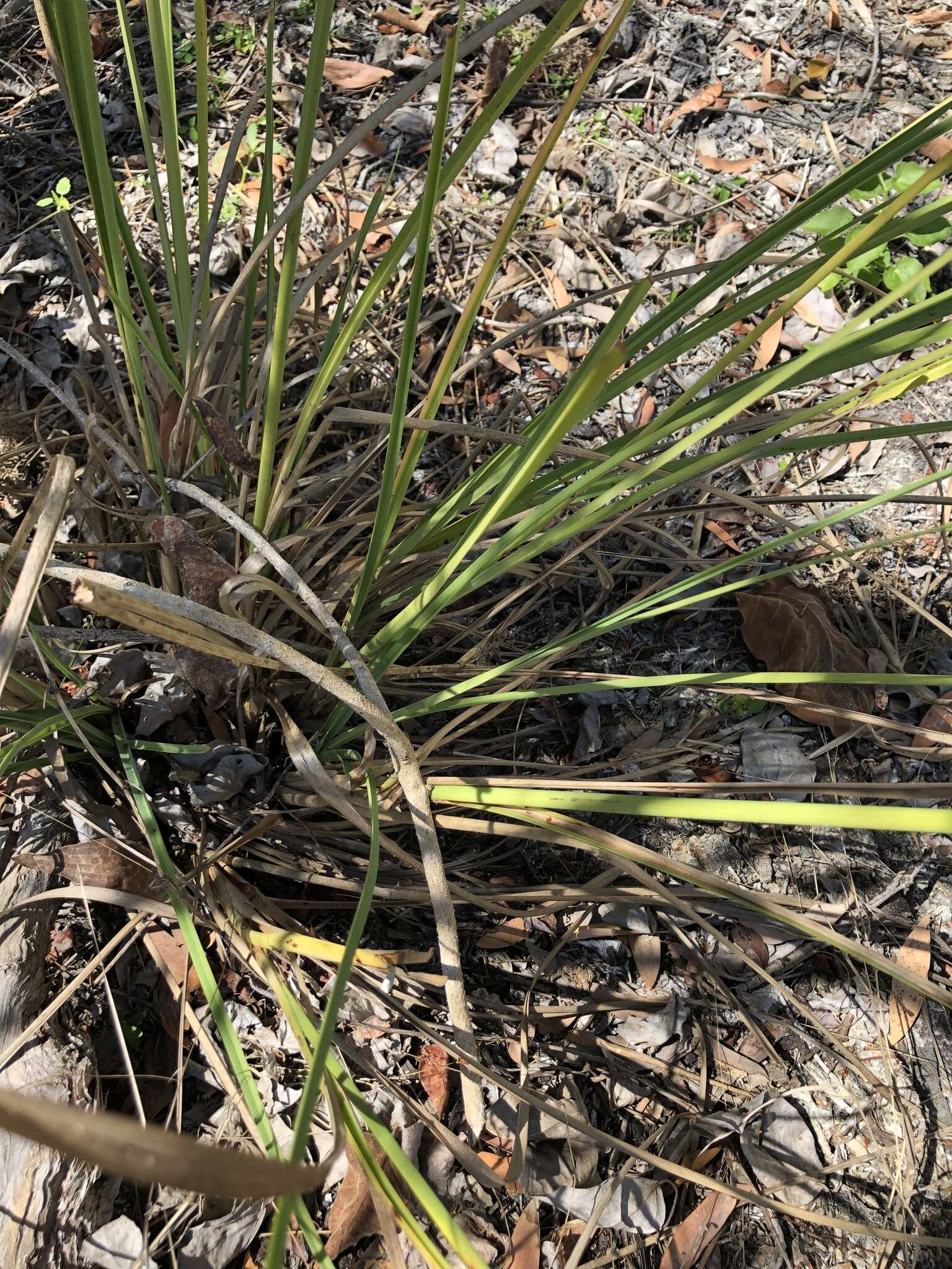 Слика од Cyperus javanicus Houtt.