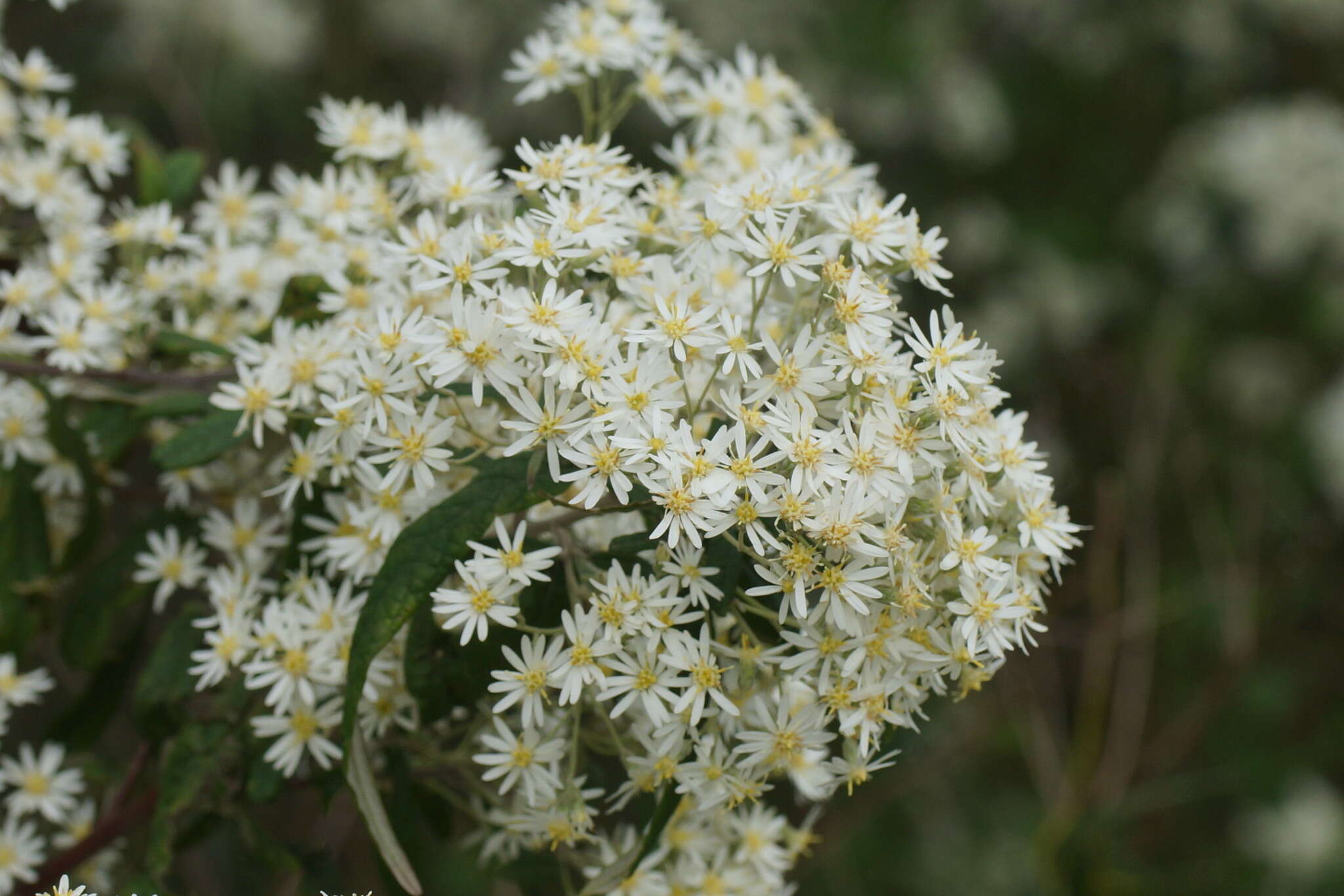 Image of Olearia lyrata (Sims) Hutch.