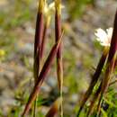 Image of Dianthus caespitosus subsp. caespitosus
