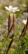 Dianthus caespitosus subsp. caespitosus的圖片