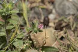 Image of Echium parviflorum Moench