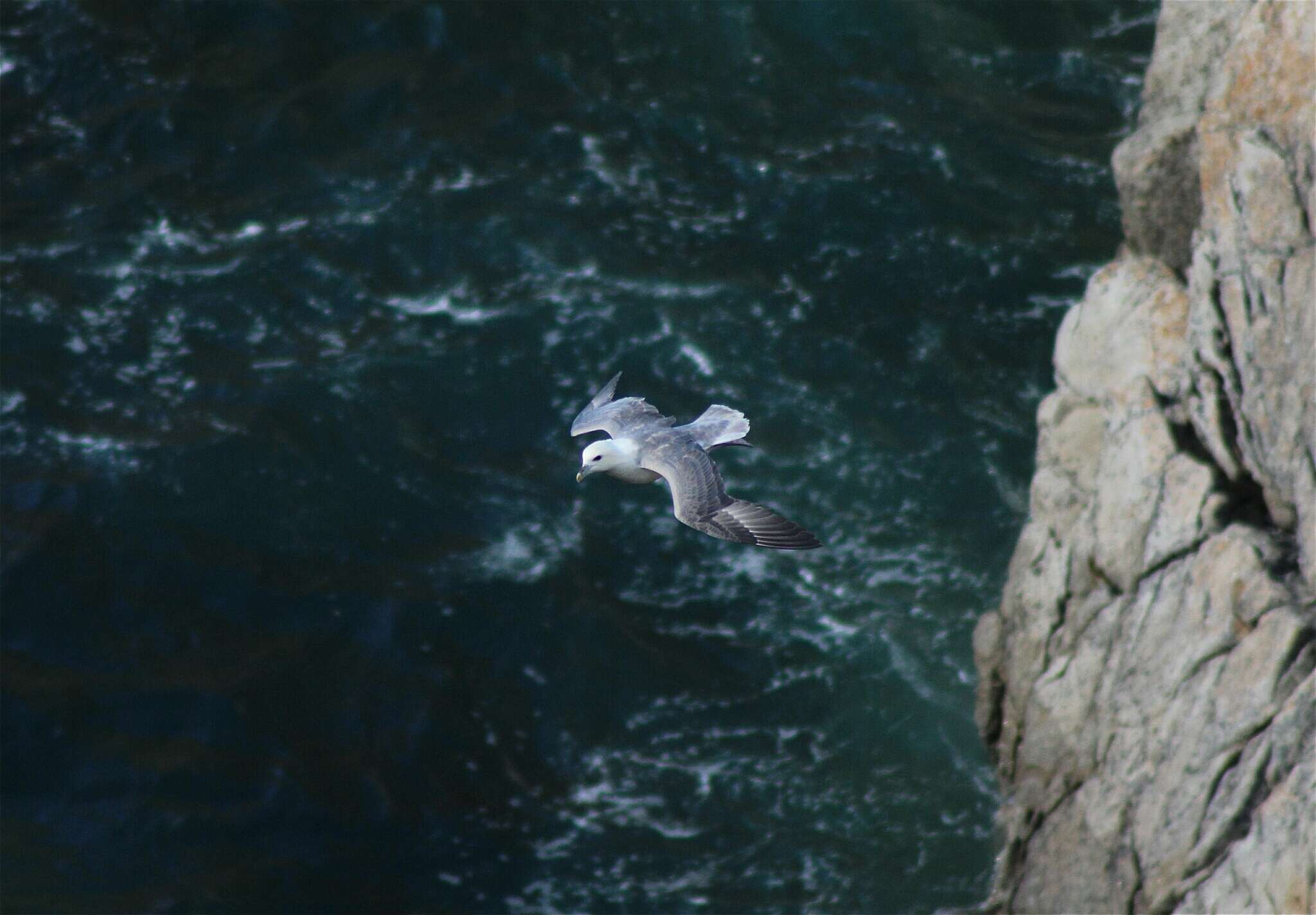 Image of Fulmar