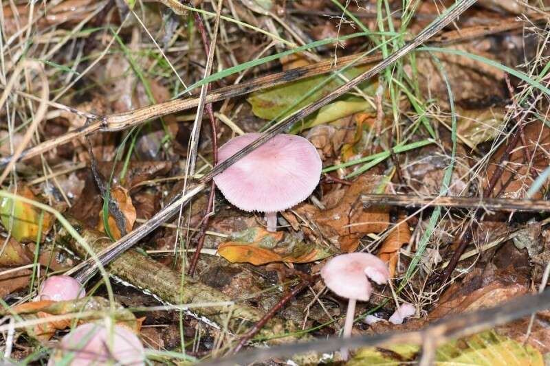 Image of Mycena rosea Gramberg 1912