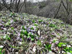 Image of Primula acaulis subsp. rubra (Sm.) Greuter & Burdet