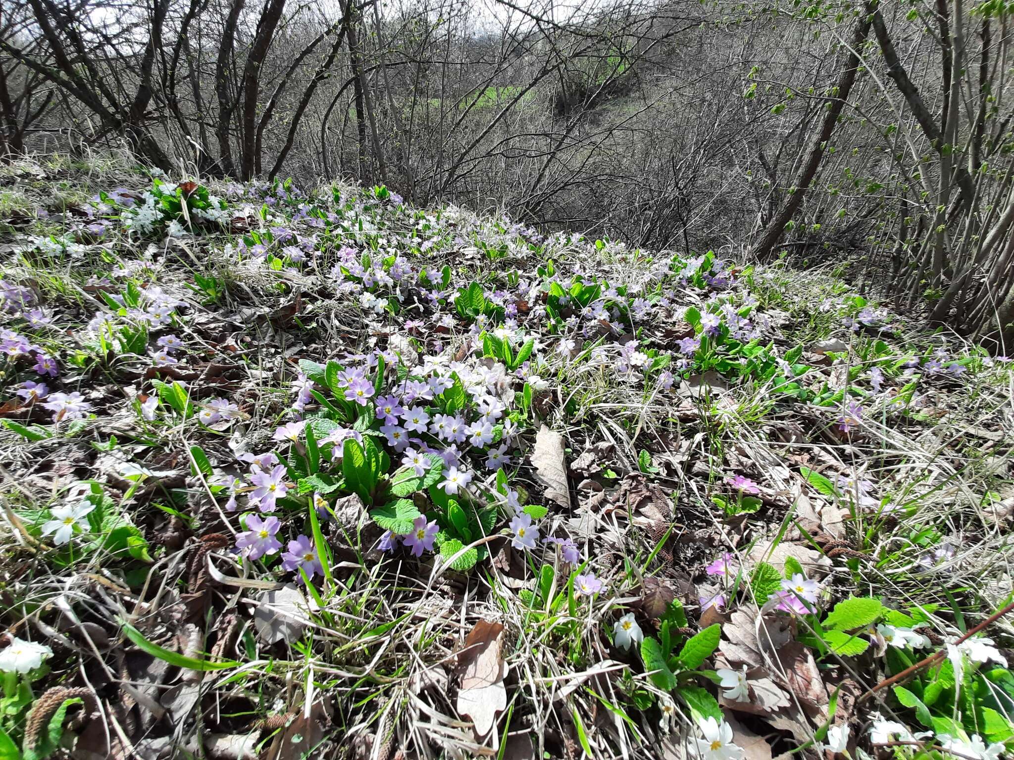 Image of Primula acaulis subsp. rubra (Sm.) Greuter & Burdet