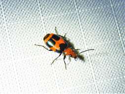 Image of Lebia (Lebia) bitaeniata Chevrolat 1834