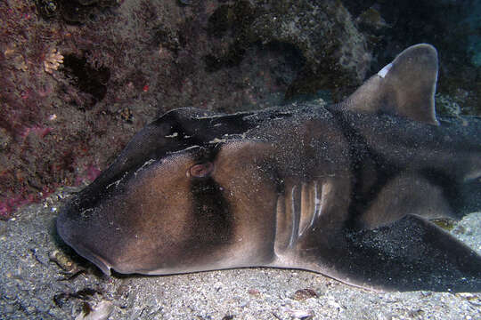 Image of bullhead sharks