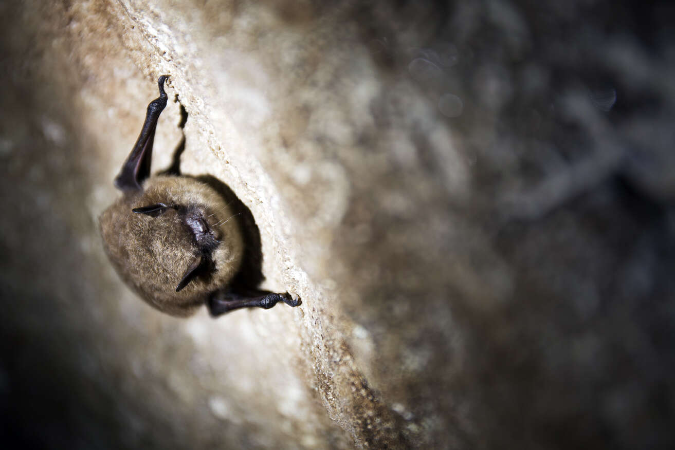 Image of little brown bat