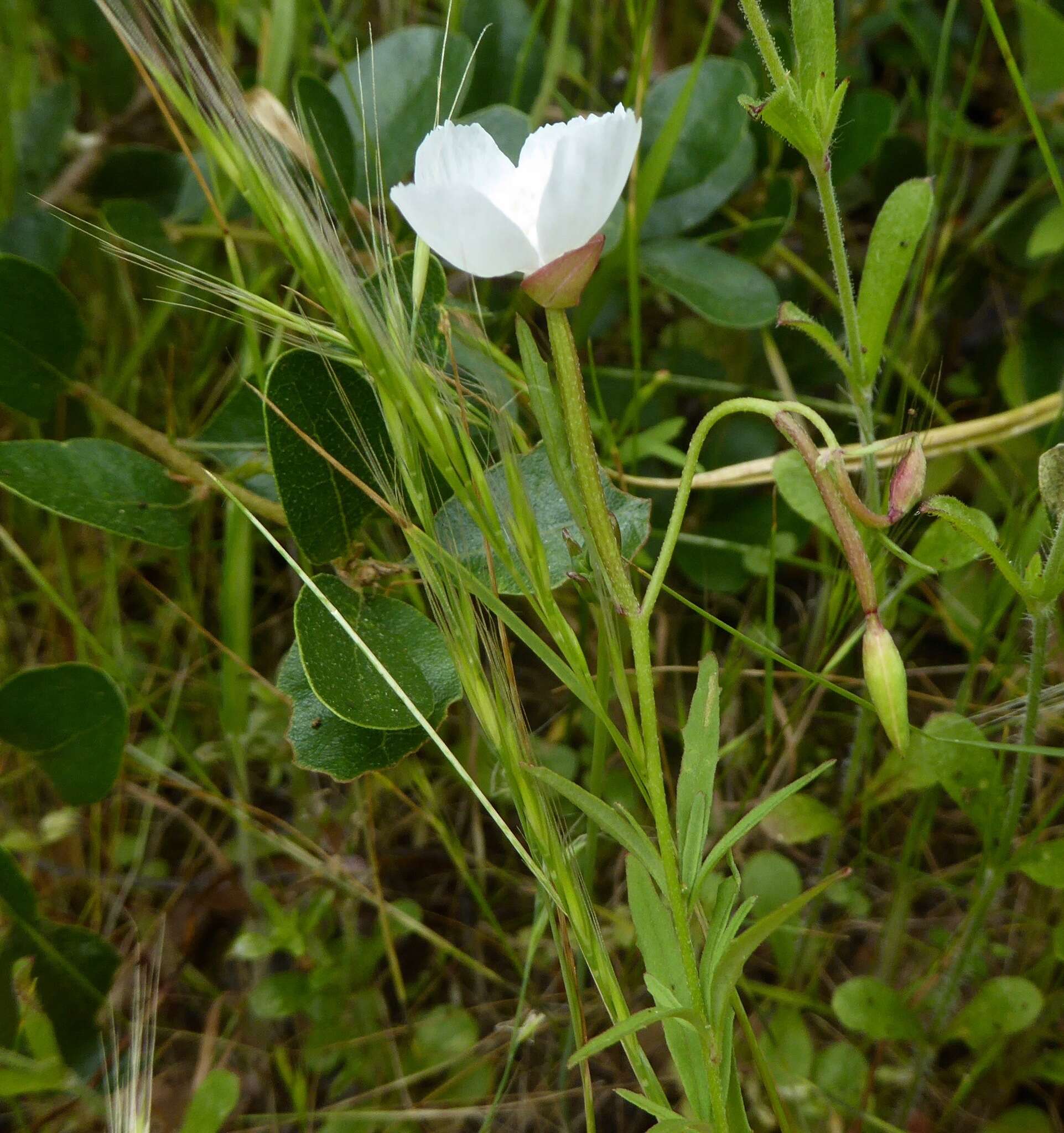 Image of canyon clarkia