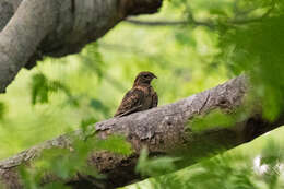 Слика од Caprimulgus vexillarius (Gould 1838)