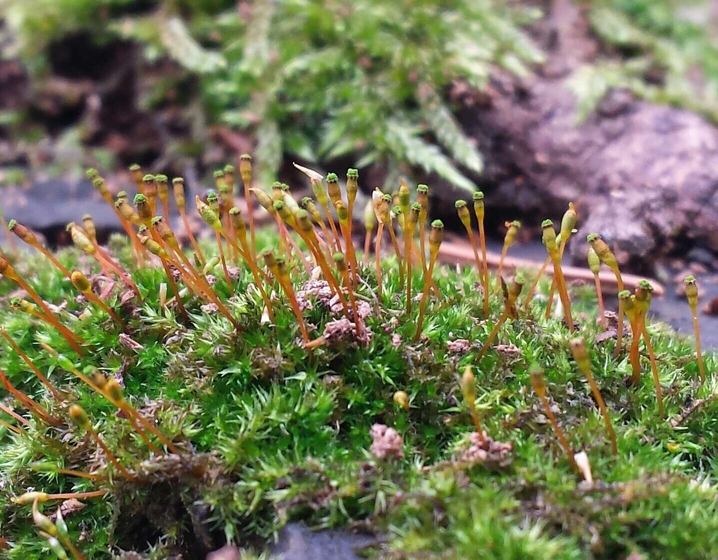 Image of anacamptodon moss