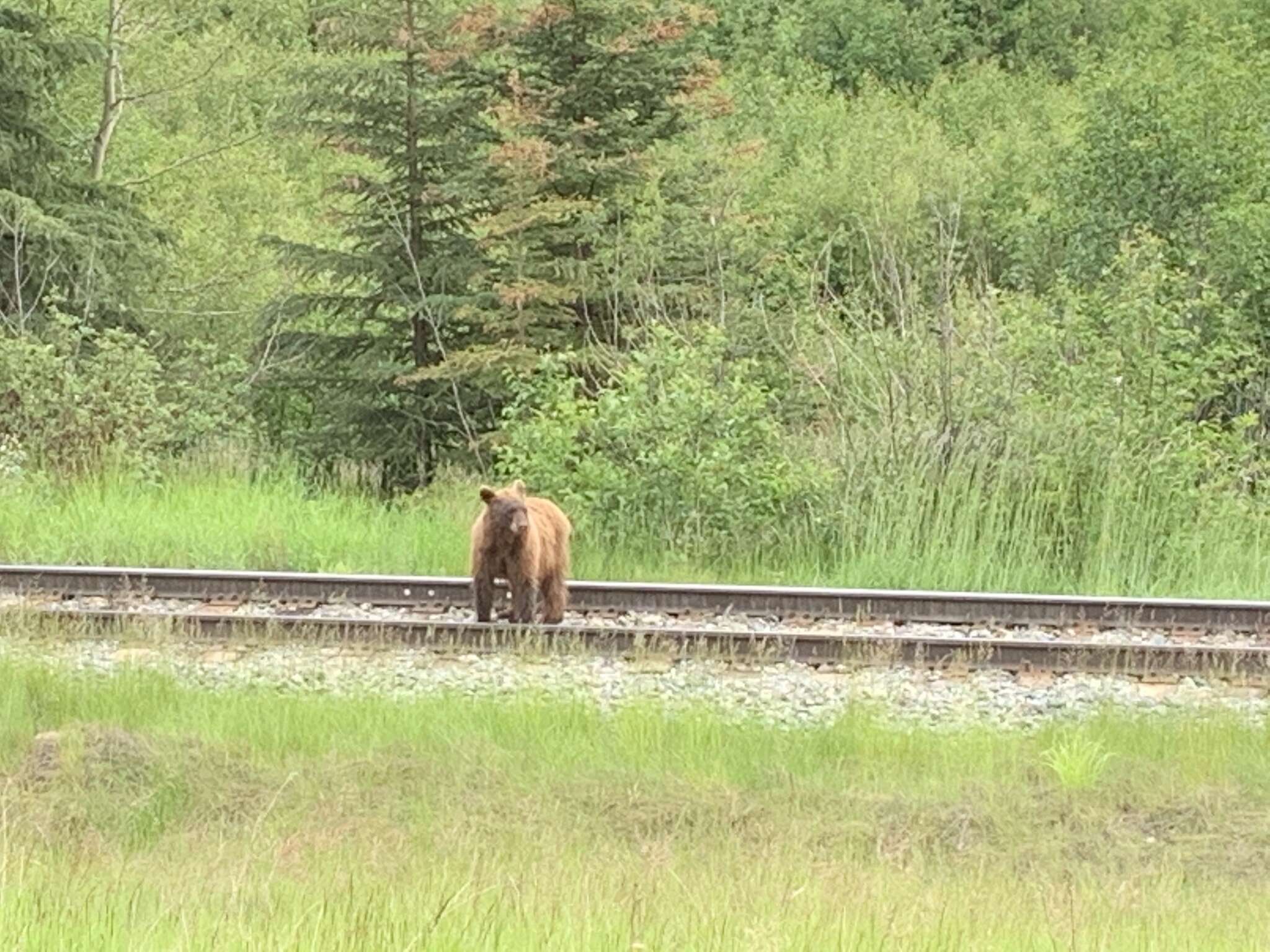 Image of Cinnamon bear