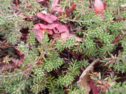 Image of purple crowberry